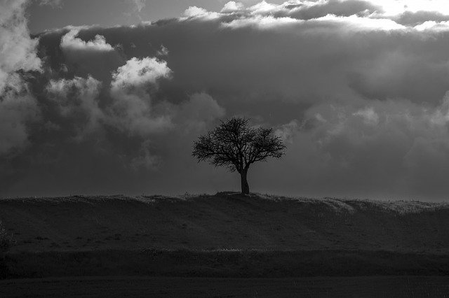 Free picture Tree Black White -  to be edited by GIMP free image editor by OffiDocs