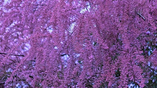 Download gratuito Tree Blooming Spring: foto o immagine gratuita da modificare con l'editor di immagini online GIMP