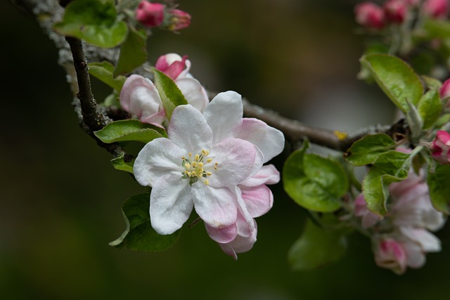 Free download tree blossom bloom apple branch free picture to be edited with GIMP free online image editor