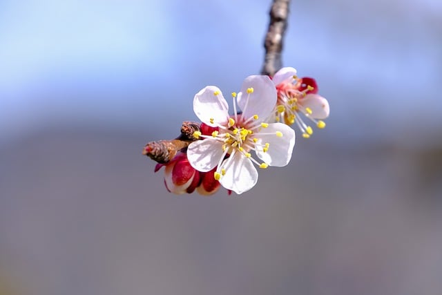 Free download tree blossom bloom apricot blossom free picture to be edited with GIMP free online image editor