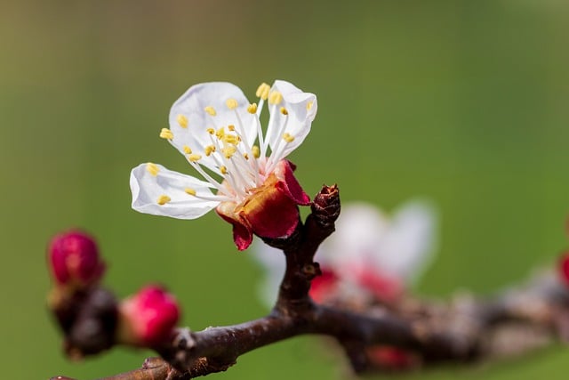 Free download tree blossom bloom fruit flowers free picture to be edited with GIMP free online image editor