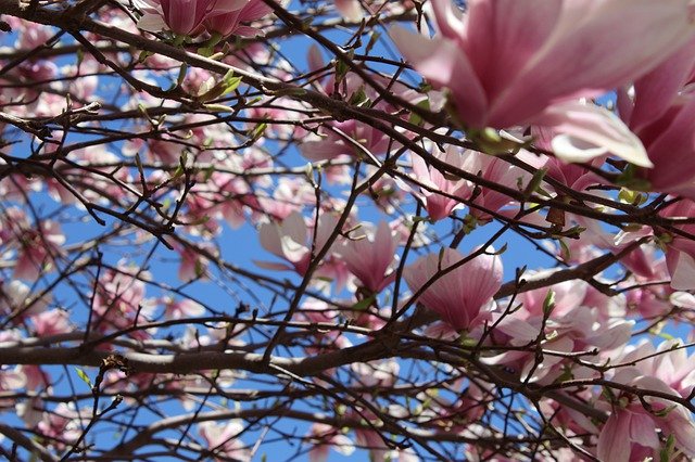 Free download Tree Blossom Blossoms -  free photo or picture to be edited with GIMP online image editor