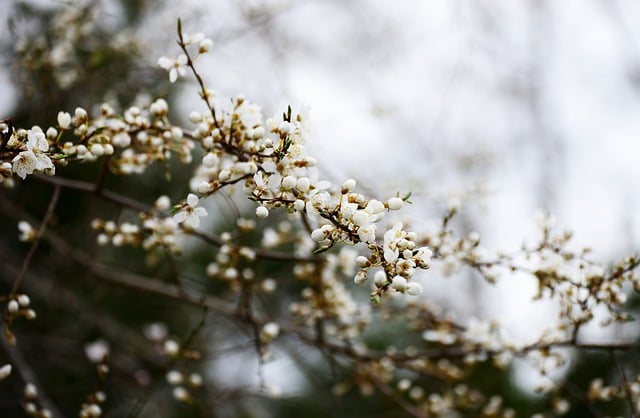 Free download tree blossoms blossoms free picture to be edited with GIMP free online image editor