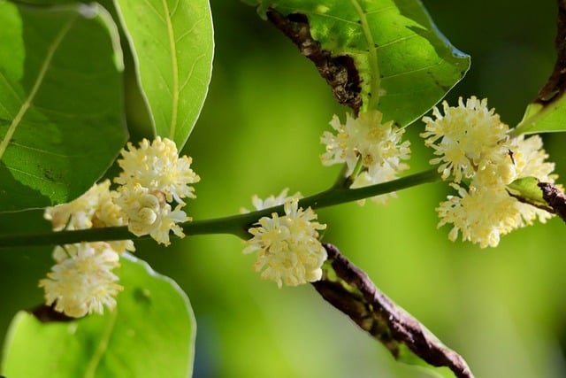 Free download tree blossoms flower wallpaper free picture to be edited with GIMP free online image editor