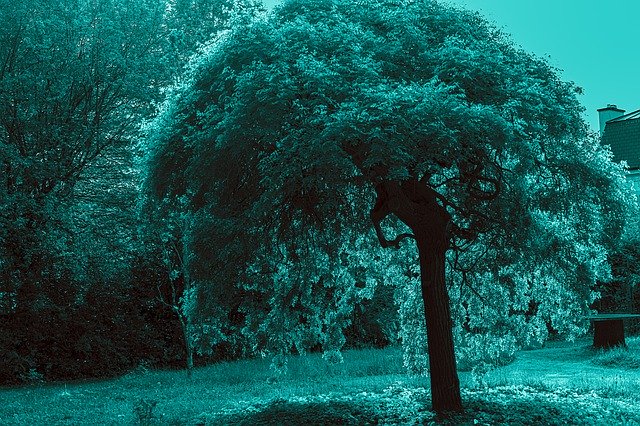 Template Photo Tree Blue Landscape -  for OffiDocs