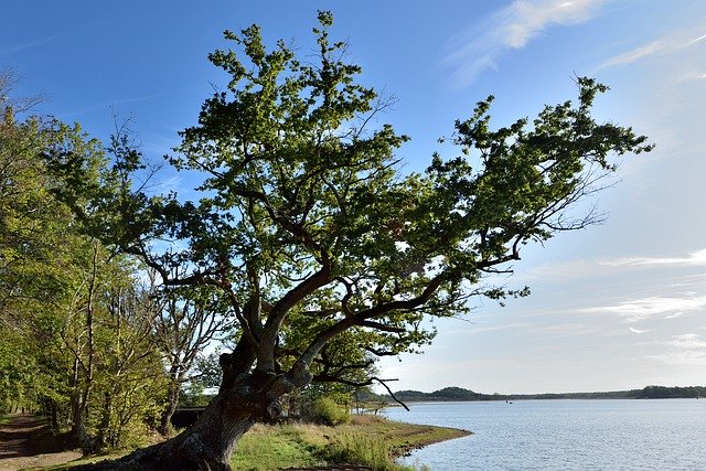 Descărcare gratuită Tree Blue Sky Lake - fotografie sau imagini gratuite pentru a fi editate cu editorul de imagini online GIMP