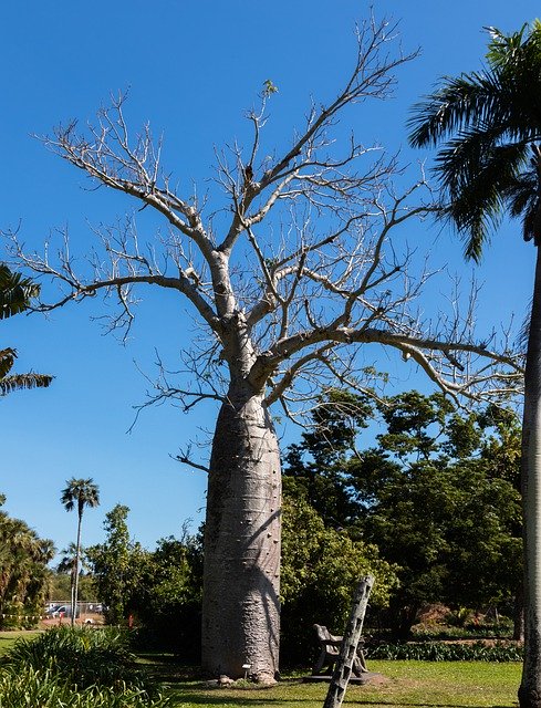 Безкоштовно завантажте Tree Boab Nature - безкоштовну фотографію або зображення для редагування за допомогою онлайн-редактора зображень GIMP