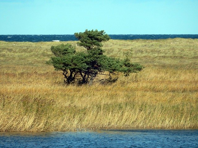 Téléchargement gratuit de Tree Bodden Baltic Sea - photo ou image gratuite à éditer avec l'éditeur d'images en ligne GIMP