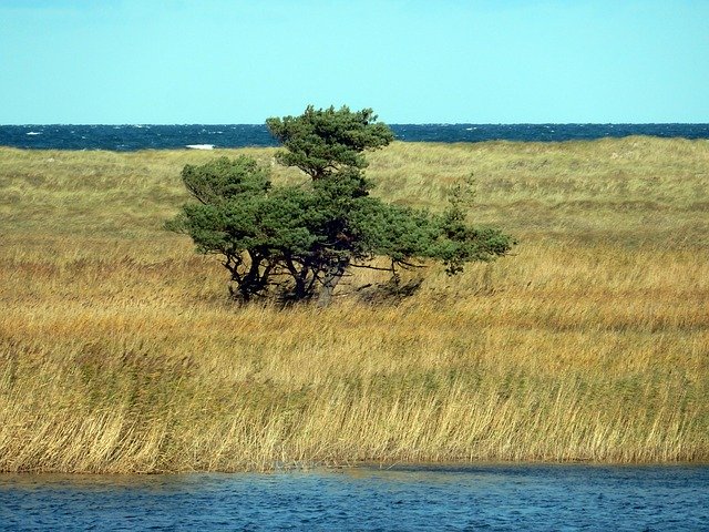 Free download Tree Bodden Baltic Sea -  free photo or picture to be edited with GIMP online image editor