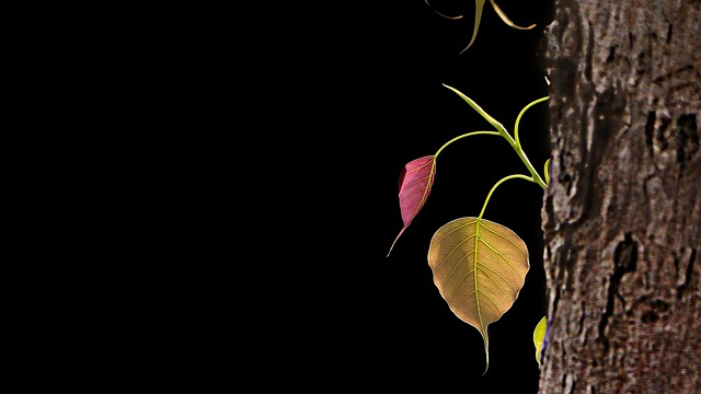Free download tree bodhi tree bo ficus religiosa free picture to be edited with GIMP free online image editor