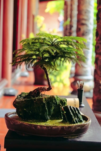 Free download tree bonsai botany care life free picture to be edited with GIMP free online image editor