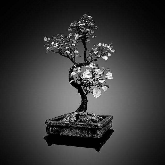 Free download tree bonsai b w nature pot japan free picture to be edited with GIMP free online image editor