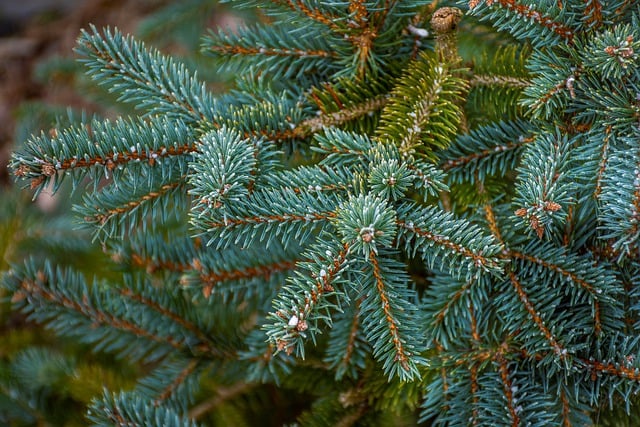 Free download tree botany spruce pine evergreen free picture to be edited with GIMP free online image editor