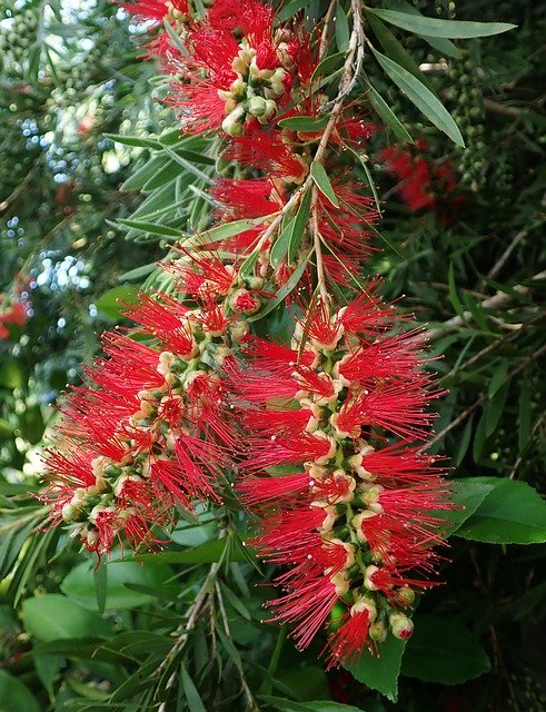 Free download Tree Bottlebrush Australian -  free photo or picture to be edited with GIMP online image editor