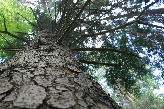 Descărcare gratuită Tree Bough Leaves - fotografie sau imagini gratuite pentru a fi editate cu editorul de imagini online GIMP