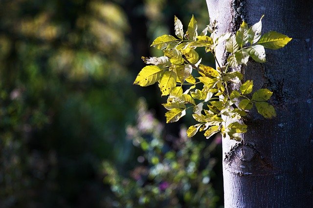 دانلود رایگان موتور شاخه درخت - عکس یا تصویر رایگان برای ویرایش با ویرایشگر تصویر آنلاین GIMP