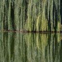 Tree branches are shady  screen for extension Chrome web store in OffiDocs Chromium