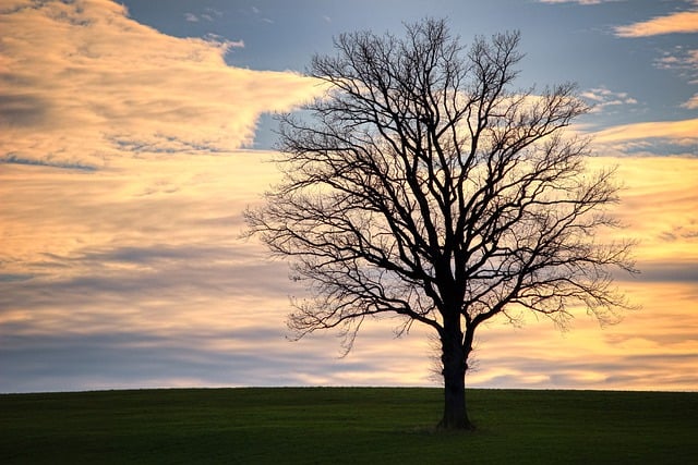 Free download tree branches evening sun dusk free picture to be edited with GIMP free online image editor