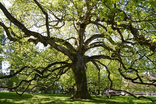 ดาวน์โหลดฟรี Tree Branches Nature - ภาพถ่ายหรือรูปภาพฟรีที่จะแก้ไขด้วยโปรแกรมแก้ไขรูปภาพออนไลน์ GIMP