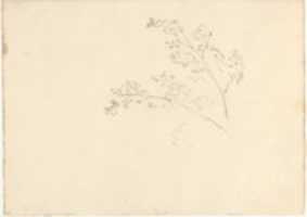 Free download Tree Branches (Smaller Italian Sketchbook, leaf 30 recto) free photo or picture to be edited with GIMP online image editor