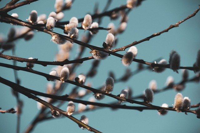 Free download tree branches spring plant nature free picture to be edited with GIMP free online image editor