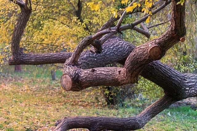 Free download tree branches trunk nature fall free picture to be edited with GIMP free online image editor