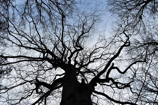 Unduh gratis Tree Branches Winter - foto atau gambar gratis untuk diedit dengan editor gambar online GIMP