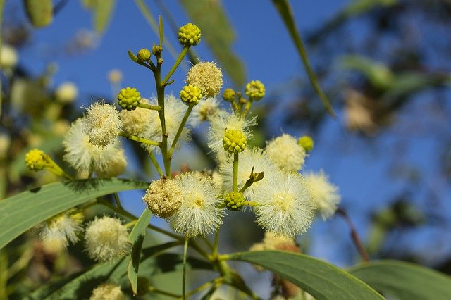 Скачать бесплатно Tree Branch Flower - бесплатную фотографию или картинку для редактирования в онлайн-редакторе GIMP