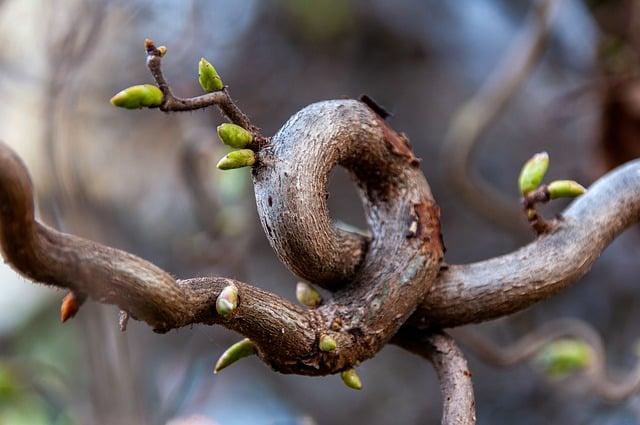 Free download tree branch gnarled sprout spring free picture to be edited with GIMP free online image editor
