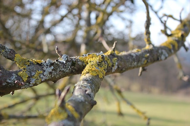 Free graphic tree branch moss winter nature to be edited by GIMP free image editor by OffiDocs