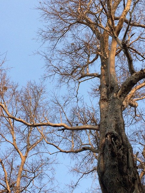 木の枝、自然を無料ダウンロード - GIMP オンライン画像エディターで編集できる無料の写真または画像