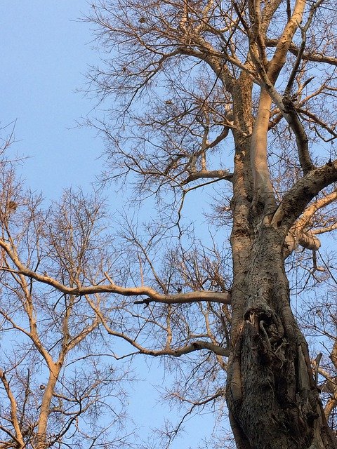 Descărcare gratuită Tree Branch Nature - fotografie sau imagini gratuite pentru a fi editate cu editorul de imagini online GIMP