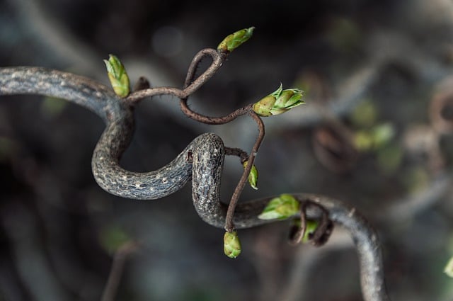 Free download tree branch nature bud sinuous free picture to be edited with GIMP free online image editor
