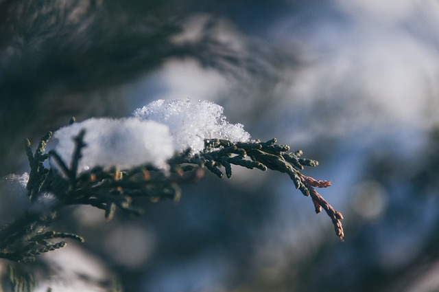Free download tree branch snow winter nature free picture to be edited with GIMP free online image editor