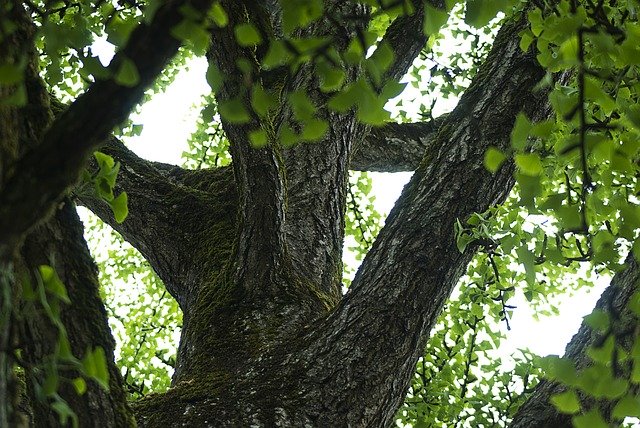 Free download Tree Branch Thicket -  free photo or picture to be edited with GIMP online image editor