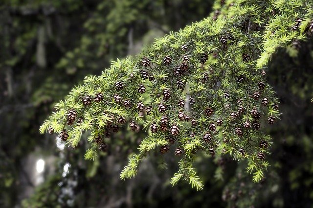 Free download tree branch twig pine cone seed free picture to be edited with GIMP free online image editor