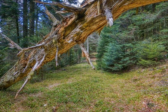 Скачать бесплатно Tree Broken Old - бесплатную фотографию или картинку для редактирования с помощью онлайн-редактора изображений GIMP