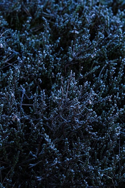 Free download tree bush flora ice winter nature free picture to be edited with GIMP free online image editor