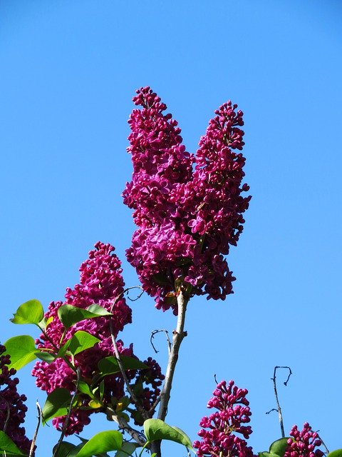免费下载树蝴蝶紫罗兰自然 - 可使用 GIMP 在线图像编辑器编辑的免费照片或图片