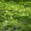 Tree canopy  screen for extension Chrome web store in OffiDocs Chromium