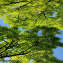 Tree canopy viewed from below wallpaper  screen for extension Chrome web store in OffiDocs Chromium