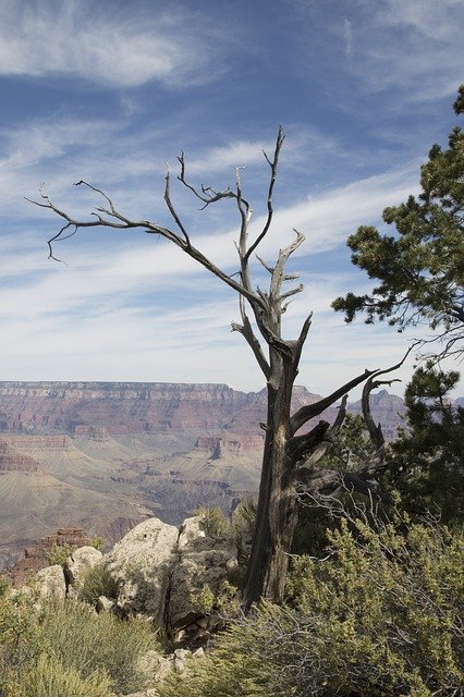 Free picture Tree Canyon Nature -  to be edited by GIMP free image editor by OffiDocs