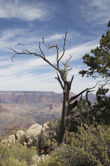 Descărcare gratuită Tree Canyon Nature - fotografie sau imagini gratuite pentru a fi editate cu editorul de imagini online GIMP