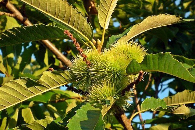 Free download Tree Castanea Fruit -  free photo or picture to be edited with GIMP online image editor