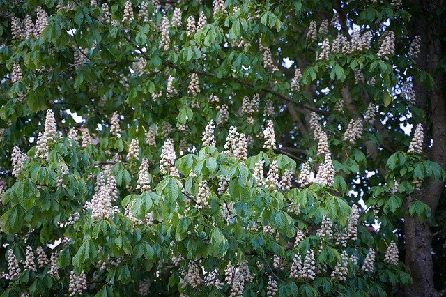 Muat turun percuma Tree Cherry Blossoms - foto atau gambar percuma untuk diedit dengan editor imej dalam talian GIMP