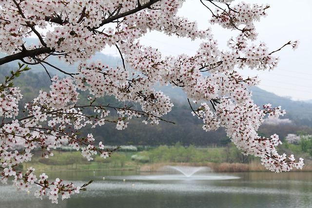 Free download tree cherry quarter season nature free picture to be edited with GIMP free online image editor