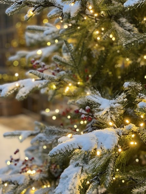 Free download tree christmas tree snow winter free picture to be edited with GIMP free online image editor