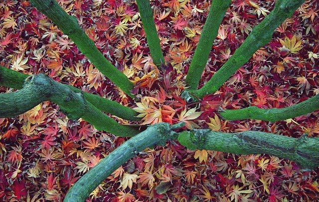 Muat turun percuma Tree Clone Foliage - foto atau gambar percuma untuk diedit dengan editor imej dalam talian GIMP