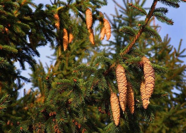 Free download tree cones conifer spruce free picture to be edited with GIMP free online image editor