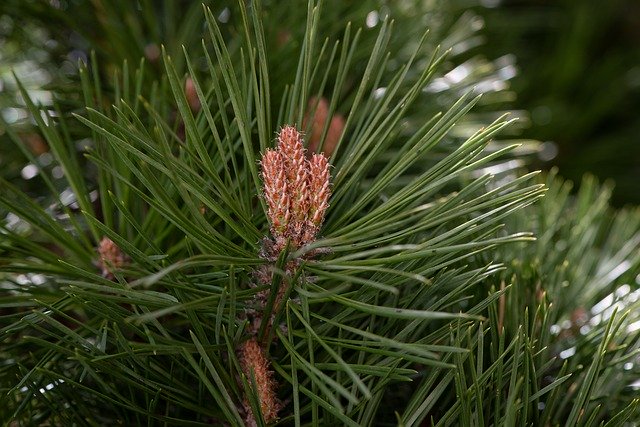 Free download Tree Conifer Needles -  free photo or picture to be edited with GIMP online image editor